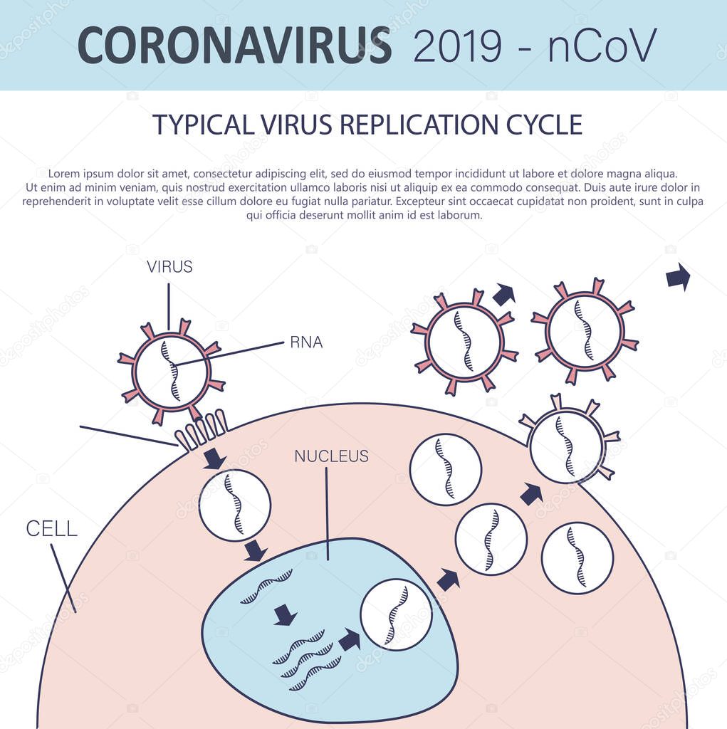 Typical virus replication cycle. Coronavirus 2019-nCoV infographic. Virus penetration into the cell. Vector illustration