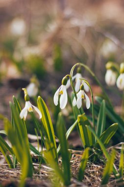 İlk bahar kardelenleri taze ve narin ormanlarda veya çayır tarlalarında.