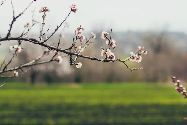 Kayısı çiçekleri tamamen çiçek açar. Dalın bir parçası