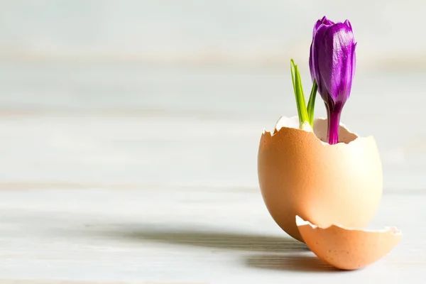 Uovo rotto e croco viola Pasqua astratto simbolo di nuova vita — Foto Stock