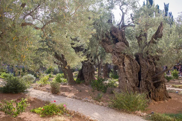 Гефсиманский сад. Тысячелетние оливковые деревья, Иерусалим — стоковое фото
