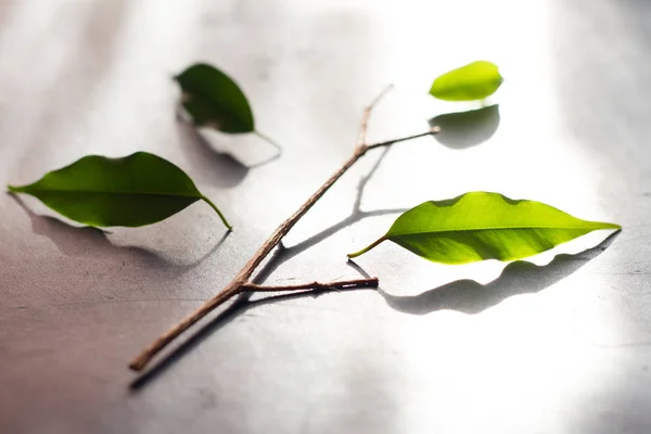 Metafora di squadra concetto di business con albero e foglie — Foto Stock