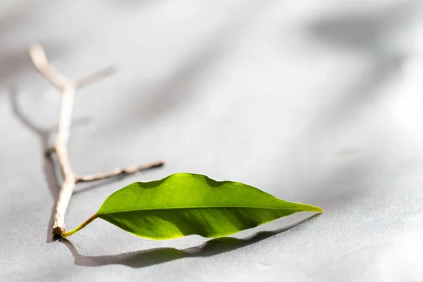 Business metaphor team start up concept with leaves — Stock Photo, Image