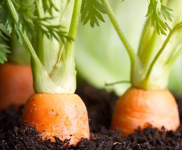 胡萝卜蔬菜生长在土壤有机背景下的花园 — 图库照片