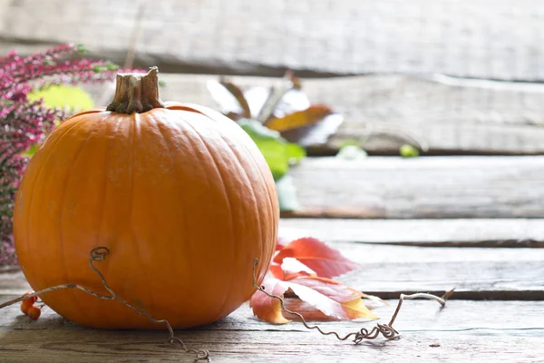 Herbst Kürbis Auf Holzbrettern Hintergrund — Stockfoto