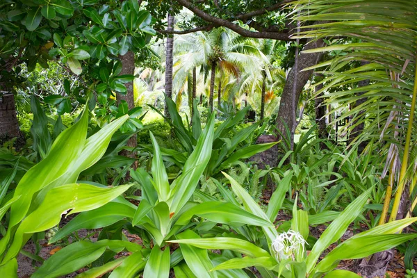 Exotische Thaise Tuin Met Planten Bomen Aziatische Stijl — Stockfoto