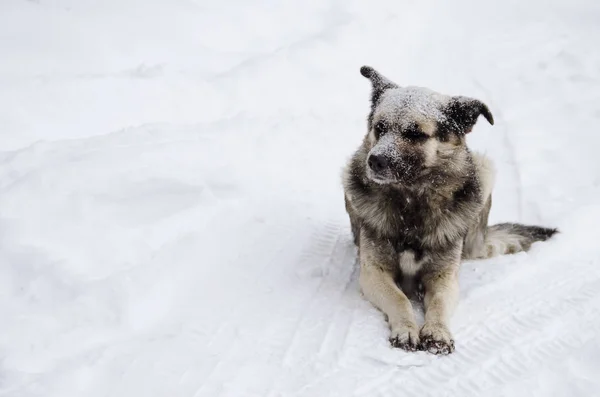 A homeless dog with a sad look sprinkled with snow