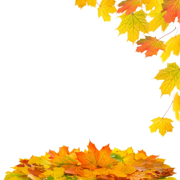 Red yellow maple leaves on white background. Autumn fall