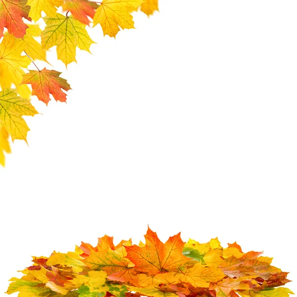 Hojas de arce rojo y amarillo. Otoño otoño — Foto de Stock