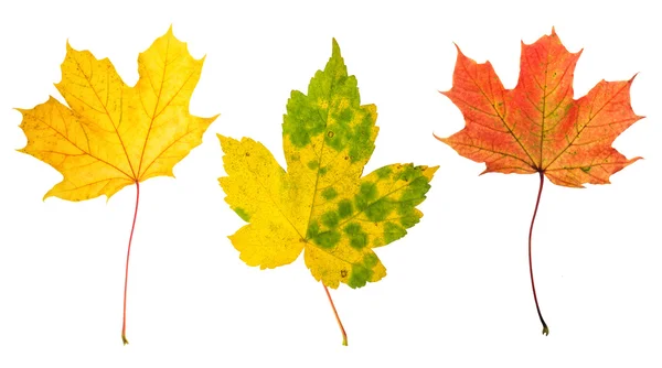 Herbst rot grün gelb Ahornblätter weißen Hintergrund — Stockfoto