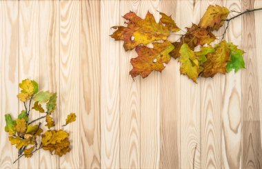 meşe ve akçaağaç yaprakları ile arka plan