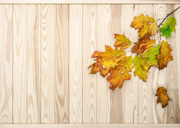 Folhas vermelhas e amarelas na textura de madeira — Fotografia de Stock