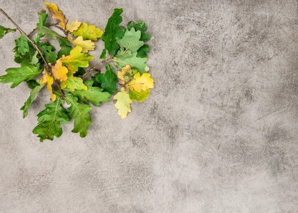 Fondo autunnale con foglie di quercia — Foto Stock