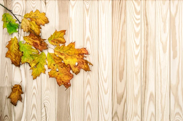 Hojas de arce de otoño sobre fondo de madera — Foto de Stock