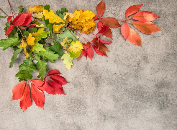 Feuilles d'automne en chêne et érable — Photo