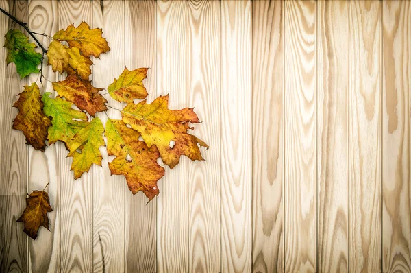 Hojas de arce de otoño sobre fondo de madera —  Fotos de Stock