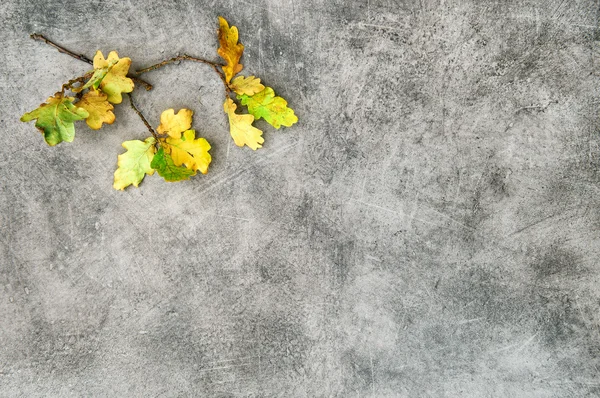 Hojas de roble amarillo sobre textura de piedra —  Fotos de Stock