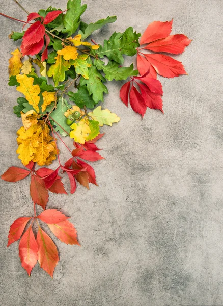 Otoño roble y arce hojas de otoño — Foto de Stock