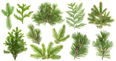 Set of coniferous tree branches. Spruce pine thuja fir cone clipart