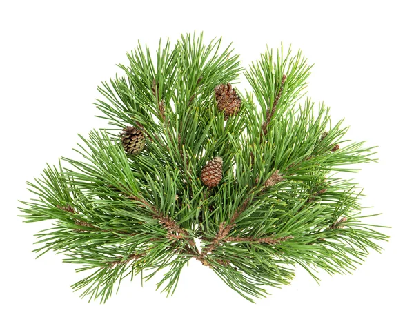 Pine tree branches with cones isolated on white — Stock Photo, Image