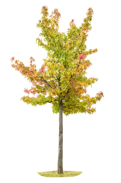 Young autumnal maple tree Yellow red green leaves — Stock Photo, Image