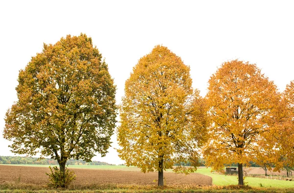 Alberi autunnali rossi gialli. Paesaggio d'autunno — Foto Stock