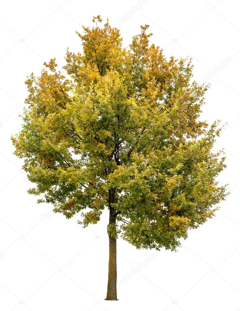 Autumnal oak tree isolated on white background