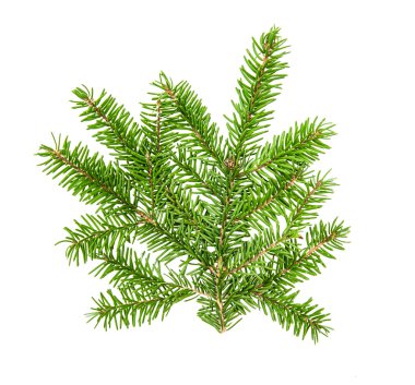 Beyaz arka planda izole edilmiş Noel ağacı dalları