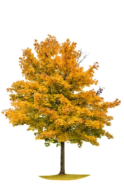 Árvore de bordo amarelo outonal isolada sobre fundo branco — Fotografia de Stock