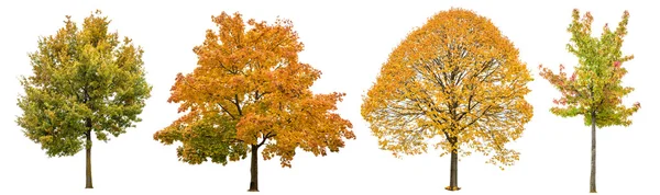 Alberi autunnali isolato sfondo bianco. Quercia, acero, tiglio — Foto Stock