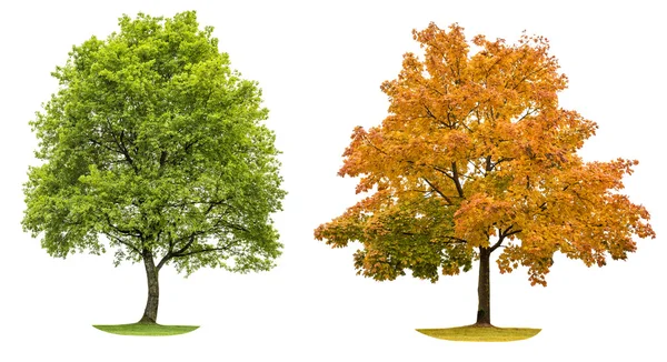 Frühling und Herbst Baum isoliert auf weißem Hintergrund — Stockfoto