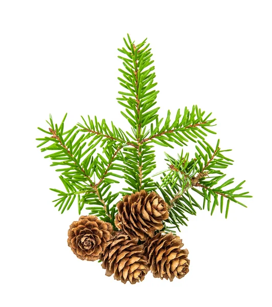 Julgran grenar vit bakgrund Pine kvist granar — Stockfoto