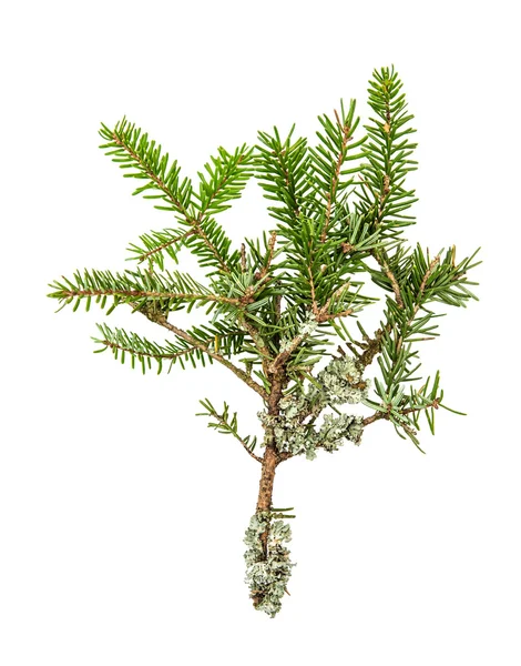 Větvička borovice. Čerstvé zelené jedle větve. Vánoční strom izolované na — Stock fotografie