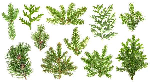 Ställ in barrträd grenar. Gran, tall, thuja, fir kvistar — Stockfoto