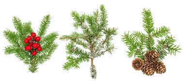 Noel ağacı dalları kırmızı meyveler koniler dekorasyon