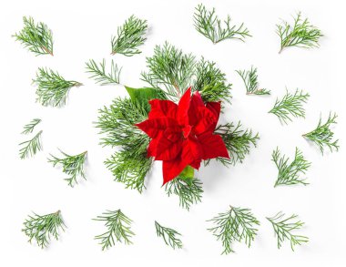 Kırmızı çiçek Noel Yılbaşı çiçeği Mazı dalları çiçek düz yatıyordu