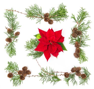 Çiçek arka plan Christmas çiçek Atatürk çiçeği Mazı şubeleri