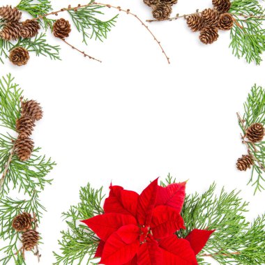 Noel çiçek Atatürk çiçeği herdem yeşil dallar çerçeve çiçek