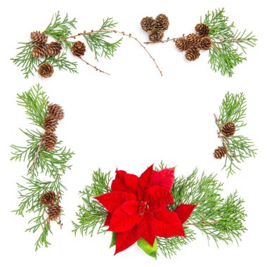 Noel çiçek Atatürk çiçeği herdem yeşil dallar çiçek düz f yatıyordu