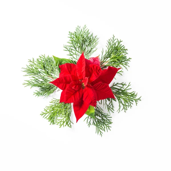 Red christmas flower poinsettia thuja Floral flat lay — Stock Photo, Image