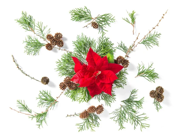 Blumen flach legen rote Weihnachtsblume Weihnachtsstern Thuja Zweige — Stockfoto