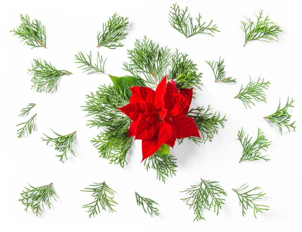 Rote Weihnachtsblume Weihnachtsstern Thuja Zweige Blumen flach legen — Stockfoto