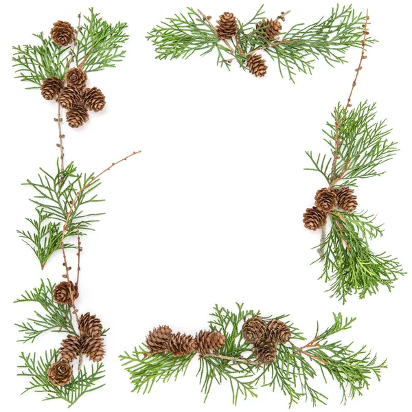 Floral frame Thuja branches cones Christmas background — Stock Photo, Image