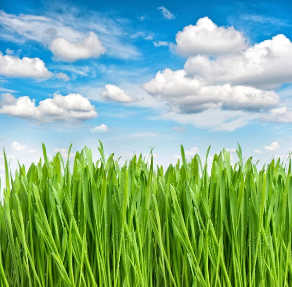 Verde primavera grama água gotas céu azul Ambiente ecologia conc — Fotografia de Stock