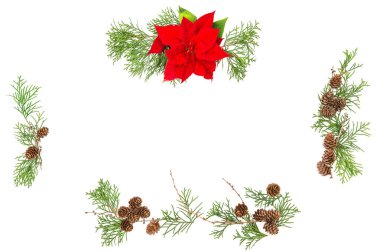 Çiçek düz Noel çiçek Atatürk çiçeği çam kozalakları yatıyordu