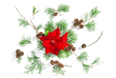 Çiçek düz kırmızı Noel çiçek Mazı dalları beyaz backgr lay