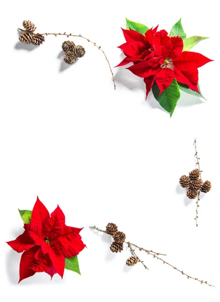 Christmas flower poinsettia pine cones Floral flat lay backgroun — Stock Photo, Image