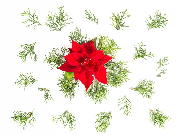 Red Christmas flower Floral flat lay background — Stock Photo, Image