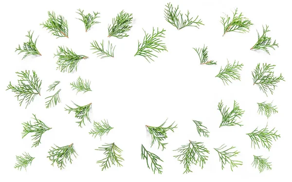 Coniferous branches. Floral flat lay background. Minimalism