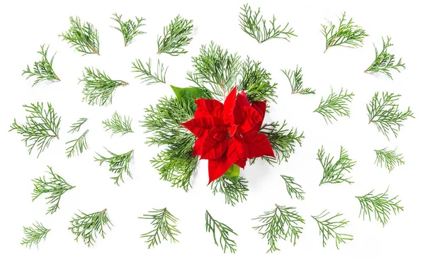 Red Christmas flower coniferous branches Floral flat lay — Stock Photo, Image